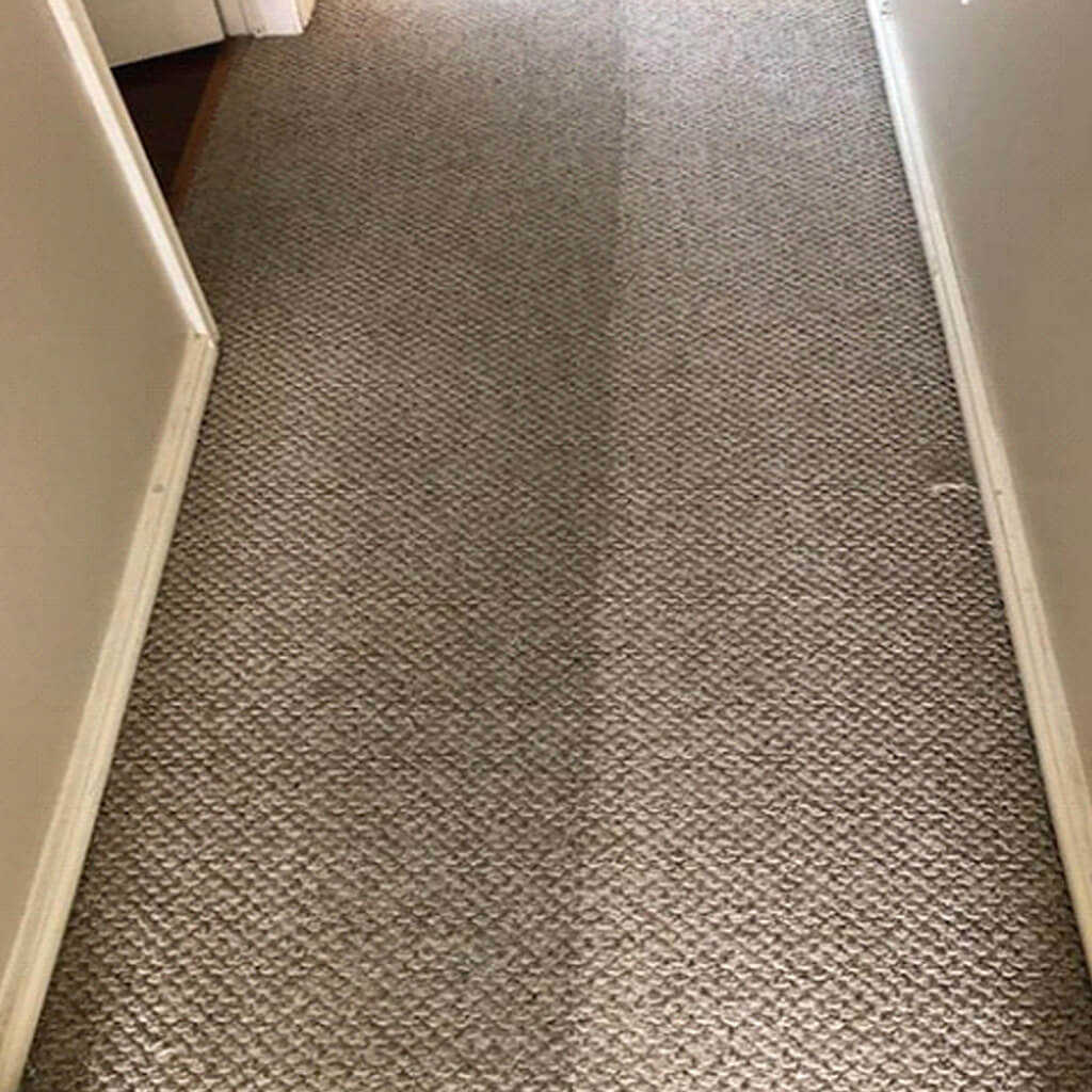 Before and After Carpet Care
